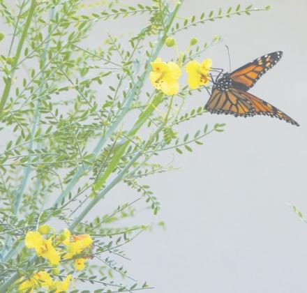 Monarchs in Midland County: a quick science lesson