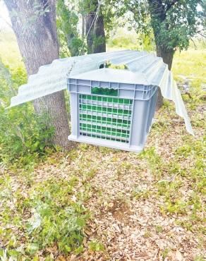 This photo shows one of the main tools being used to stop New World screwworm