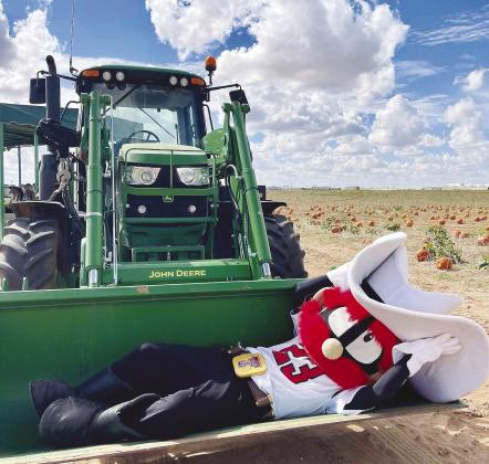 Raider Red takes it easy at Fiddlesticks Farms, which kicks off its 19th season Saturday, Sept. 26, bringing fall fun to Greenwood families. Each weekend will have a different theme, including Texas Tech Takeover on Oct. 18.