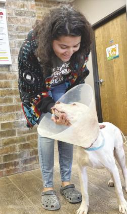 Good Samaritan rescues shot puppy, Cobb Vet team gives it a second chance at life