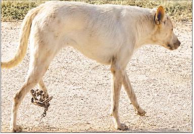 An injured stray dog walks with a trap clamped to his leg before being rescued near Greenwood. A Facebook post from a concerned resident led to a community effort to catch the dog and get him veterinary care.