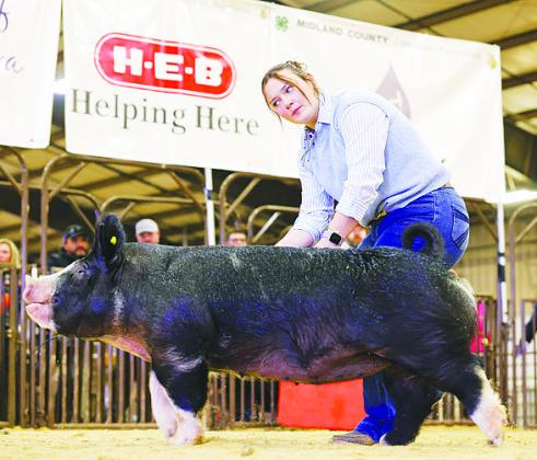 GHS senior Karsen Mitchell shows one of her pigs at the 74th annual Midland County Livestock Show last weekend. Mitchell earned top marks and received the Top Hand Award — her fourth time earning the honor. She will graduate in May and attend Tarleton State University to study agricultural marketing and communications.