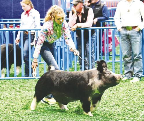 Greenwood 8th grader Kyndi Smith showing her Berkshire this week at the Houston Livestock Show, where she took home breed champion. Smith will show again on Thursday where she will compete for Grand Champion.