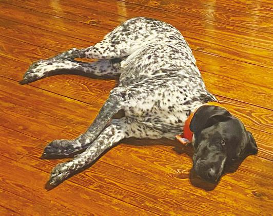 Have you seen Buster? The 2-year-old German Shorthaired Pointer disappeared June 26 from a backyard on South County Road 1085. His family believes he was stolen and is offering a reward for his safe return, no questions asked. Anyone with information is asked to call or text Katie Hare at (254) 977-2827.