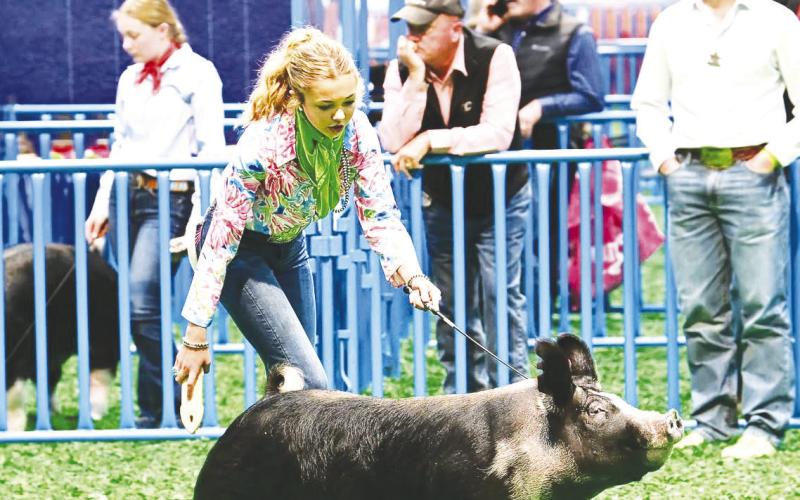 Greenwood 8th grader Kyndi Smith showing her Berkshire this week at the Houston Livestock Show, where she took home breed champion. Smith will show again on Thursday where she will compete for Grand Champion.