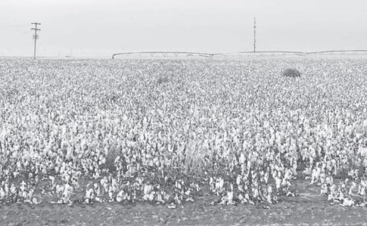 Cotton fields
