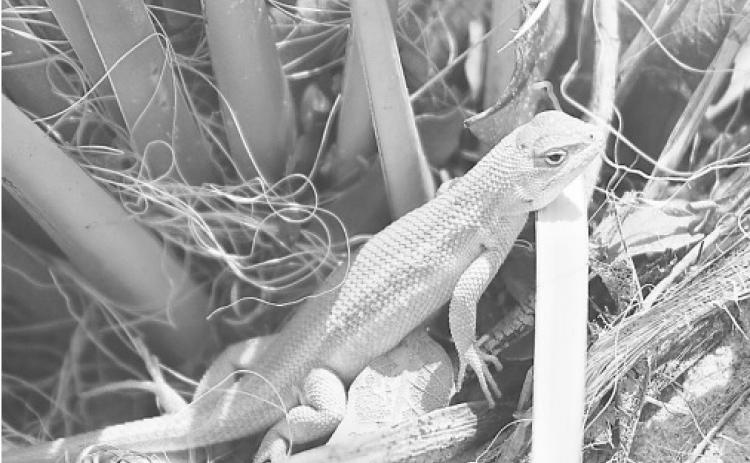 Wildlife service inches closer to protection of lizard