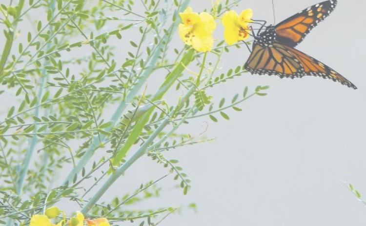 Monarchs in Midland County: a quick science lesson