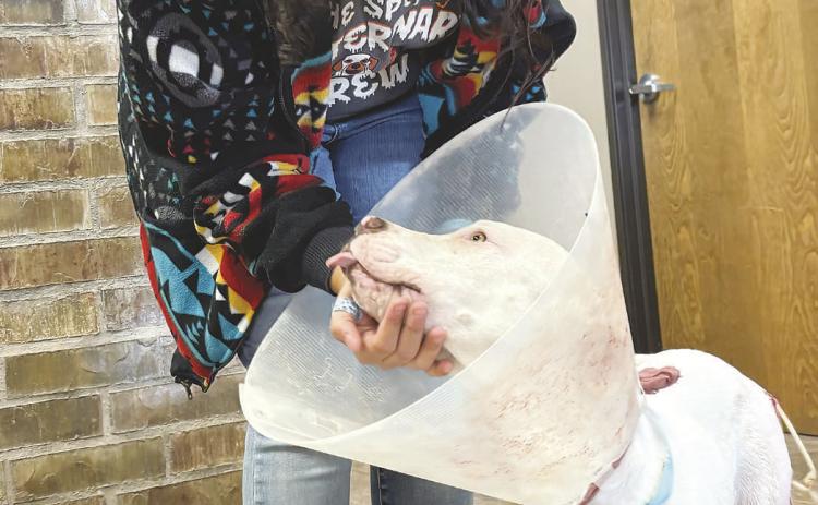 Good Samaritan rescues shot puppy, Cobb Vet team gives it a second chance at life