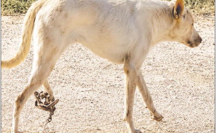 An injured stray dog walks with a trap clamped to his leg before being rescued near Greenwood. A Facebook post from a concerned resident led to a community effort to catch the dog and get him veterinary care.