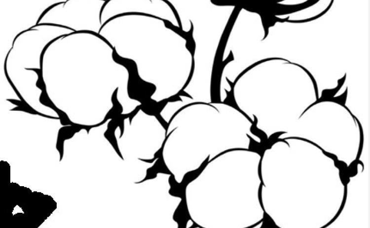 Cotton Future Stayed in Five- Month Trading Range