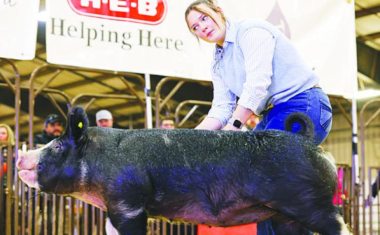 GHS senior Karsen Mitchell shows one of her pigs at the 74th annual Midland County Livestock Show last weekend. Mitchell earned top marks and received the Top Hand Award — her fourth time earning the honor. She will graduate in May and attend Tarleton State University to study agricultural marketing and communications.