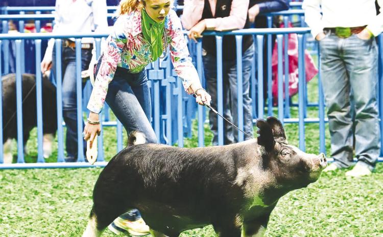 Greenwood 8th grader Kyndi Smith showing her Berkshire this week at the Houston Livestock Show, where she took home breed champion. Smith will show again on Thursday where she will compete for Grand Champion.