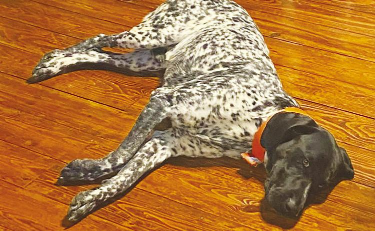 Have you seen Buster? The 2-year-old German Shorthaired Pointer disappeared June 26 from a backyard on South County Road 1085. His family believes he was stolen and is offering a reward for his safe return, no questions asked. Anyone with information is asked to call or text Katie Hare at (254) 977-2827.